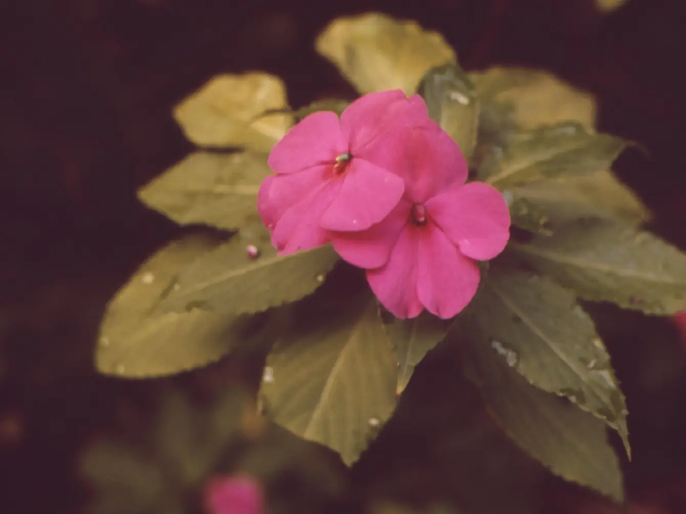 Vibrant blooms of Akaka Falls