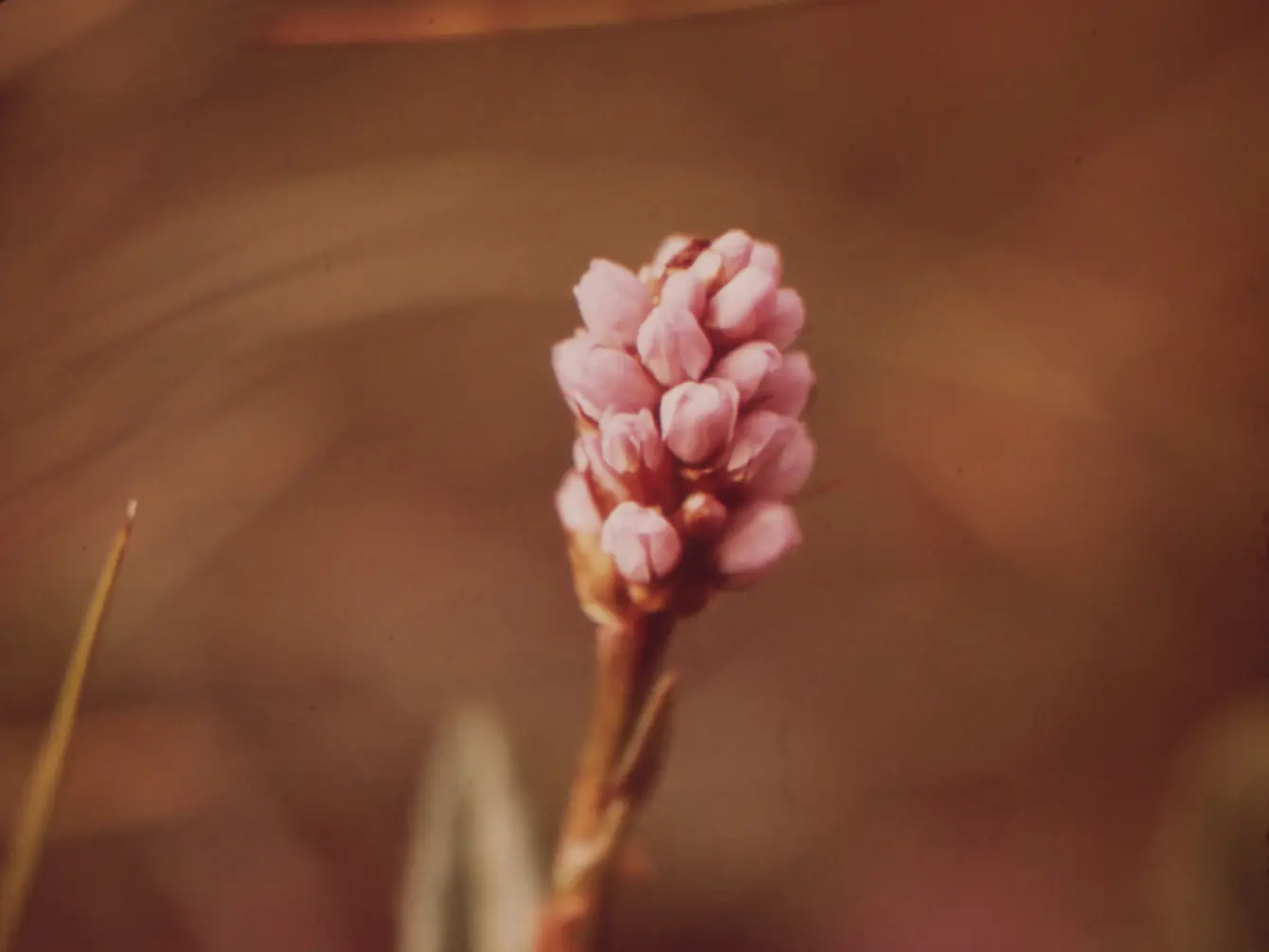 The quiet beauty of a wild bloodwort