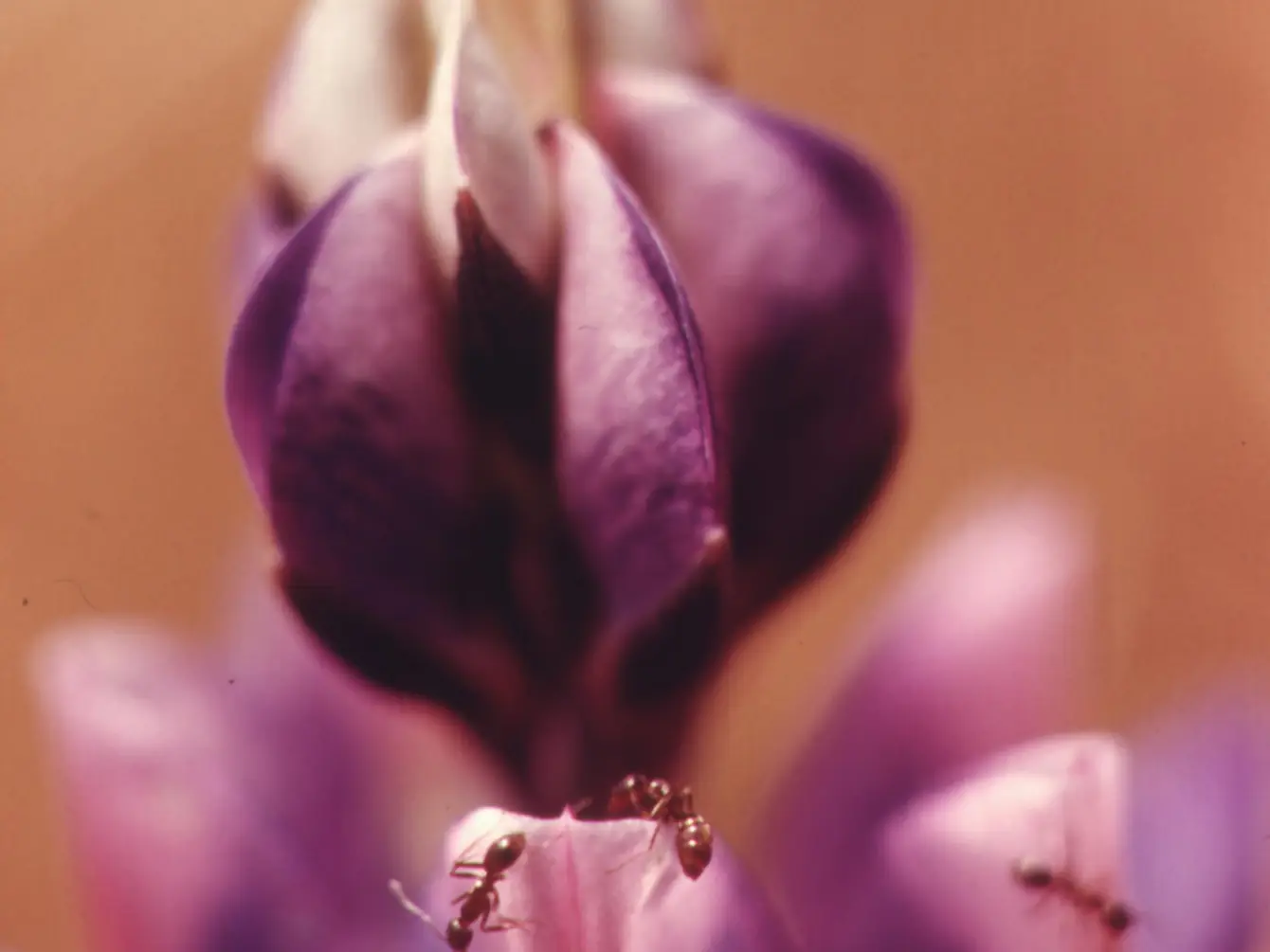 Hidden life on a Malibu Canyon lupine